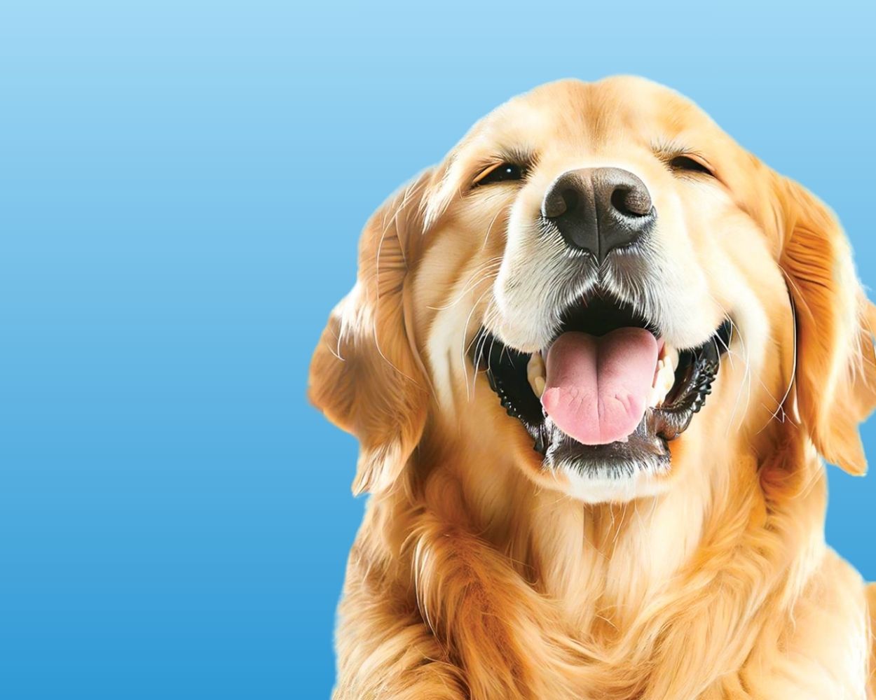 Limited Time Dental Promotion - Free Oral Radiographs with CORE treatment plan